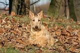 SCOTTISH TERRIER 112